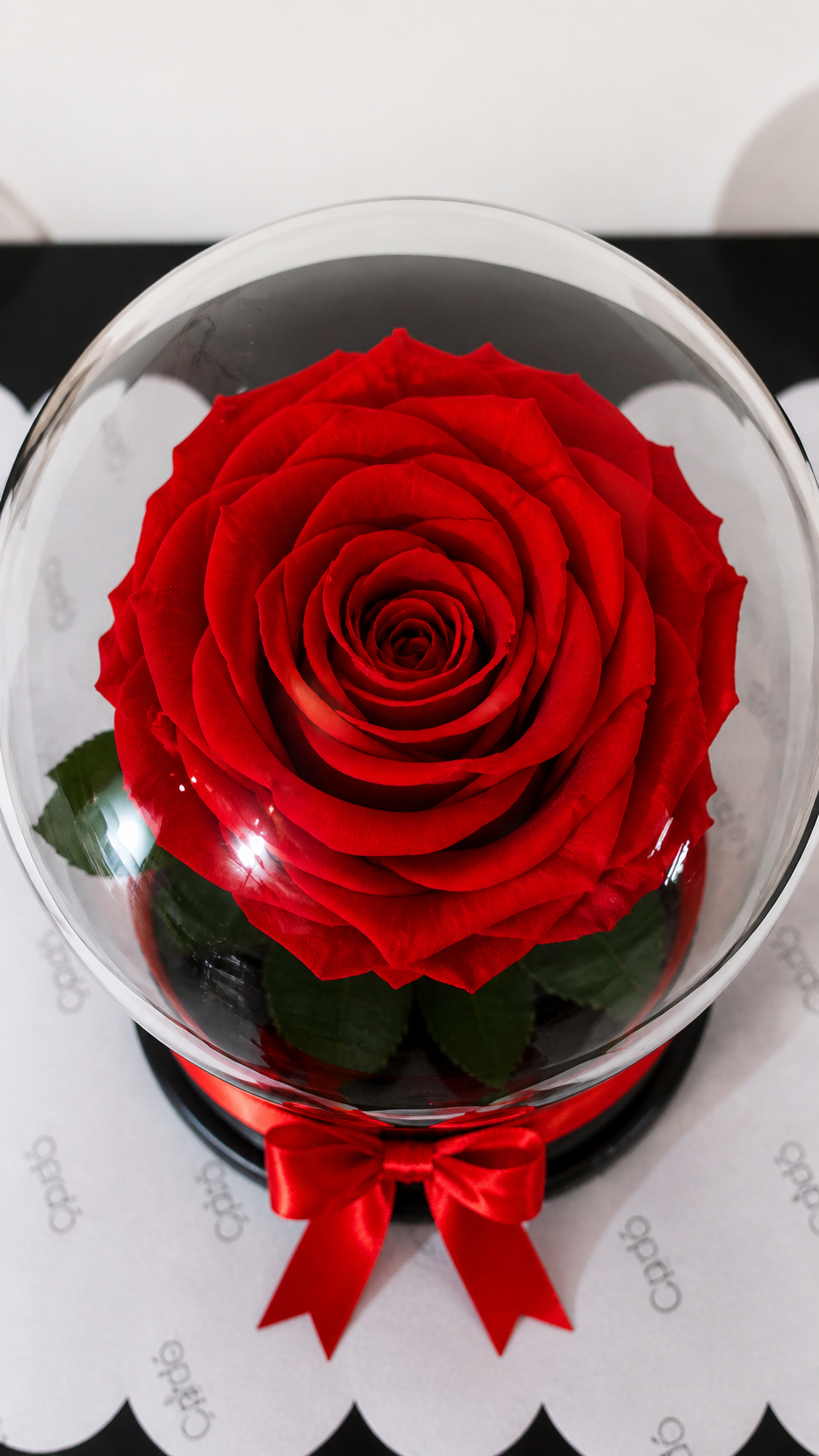 Rosa preservada