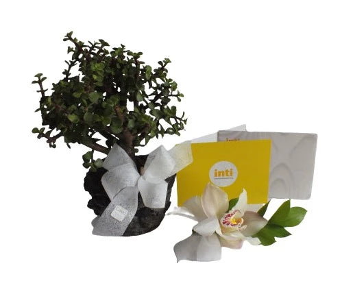 Bono de Condolencia Inti más bonsái