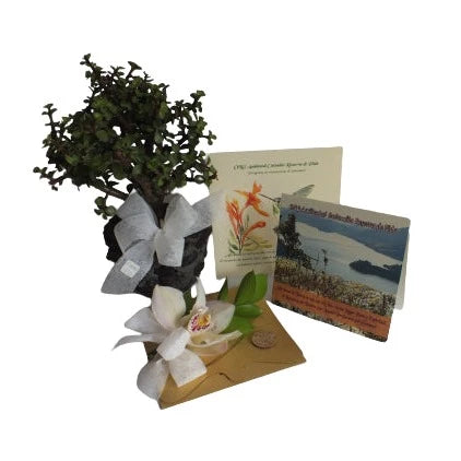 Bono de Condolencia Renacer más bonsái