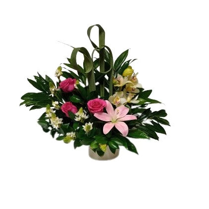 Gracia Divina Color SFCON-1