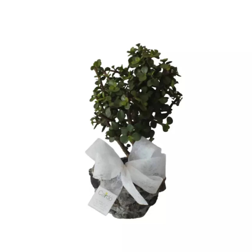 Bonsái Árbol de Jade