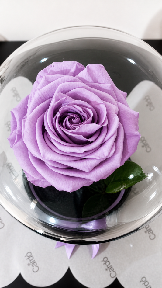 Rosa preservada