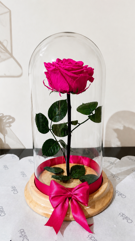 Rosa preservada