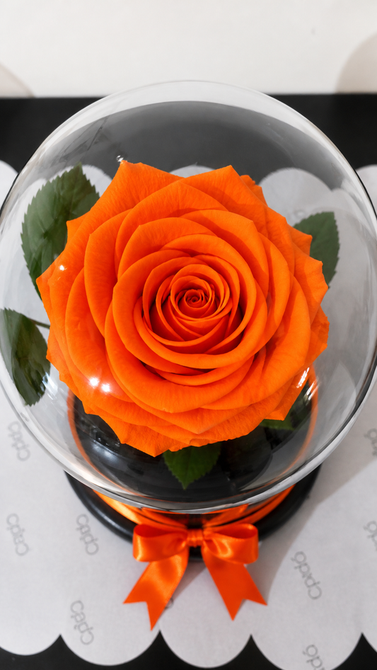 Rosa preservada