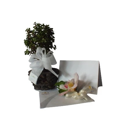 Bono de Condolencia Juan Pablo II - Plateado + Bonsái