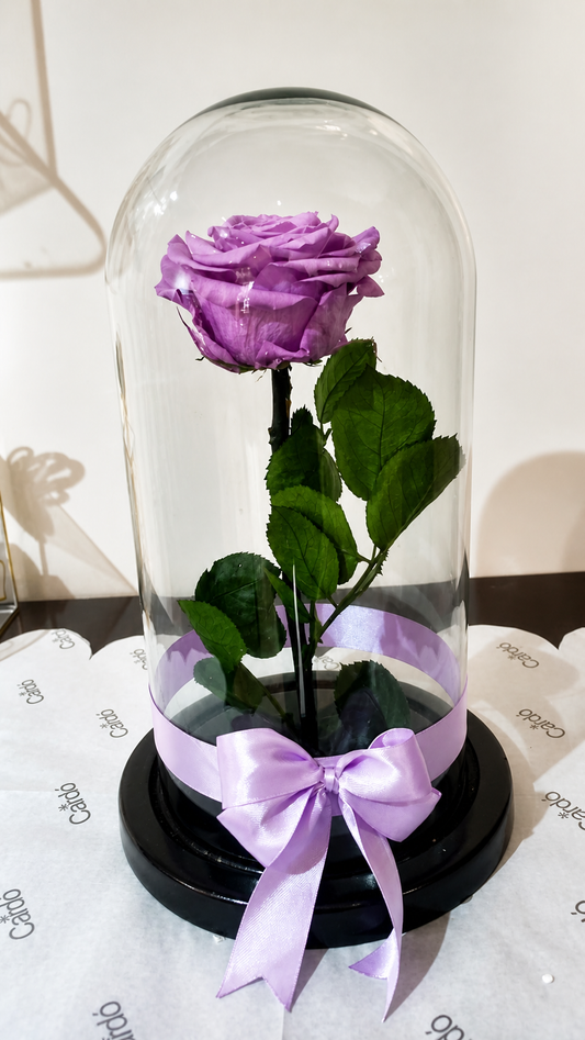 Rosa preservada