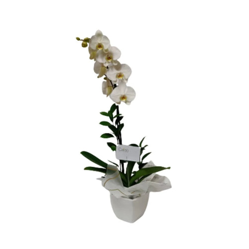 Planta de orquídea blanca TO80-4