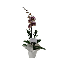 Planta de orquídea base cerámica TO80-3