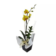 Planta de orquídea TO80-2