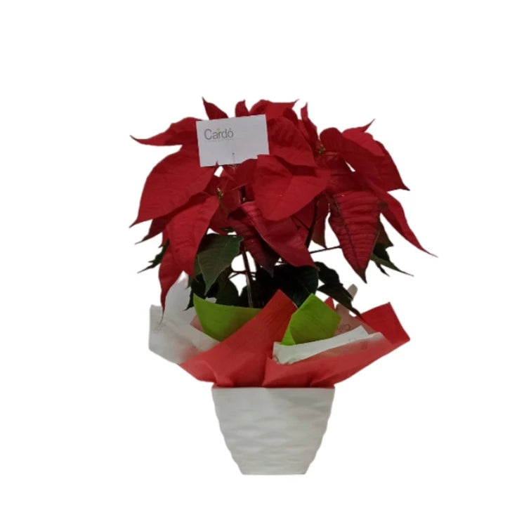 Planta de Navidad - Poinsettia