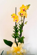 Encanto de Porcelana